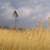 Windwurfflche