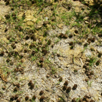 Gartenbodenuntersuchung