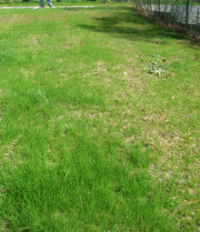 Ungleichm��iger Aufwuchs