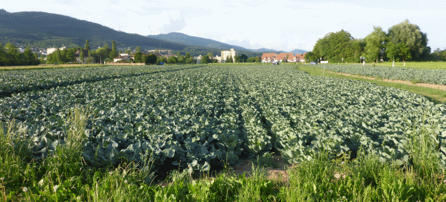 Gemüseschlag bei Kappel (SO)