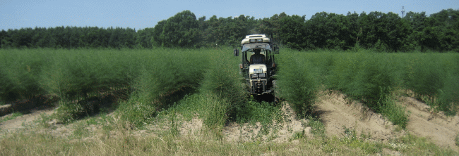 Zwischenbegrnung der Ertragsanlage